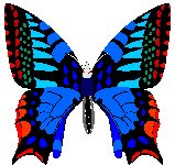 butterfly